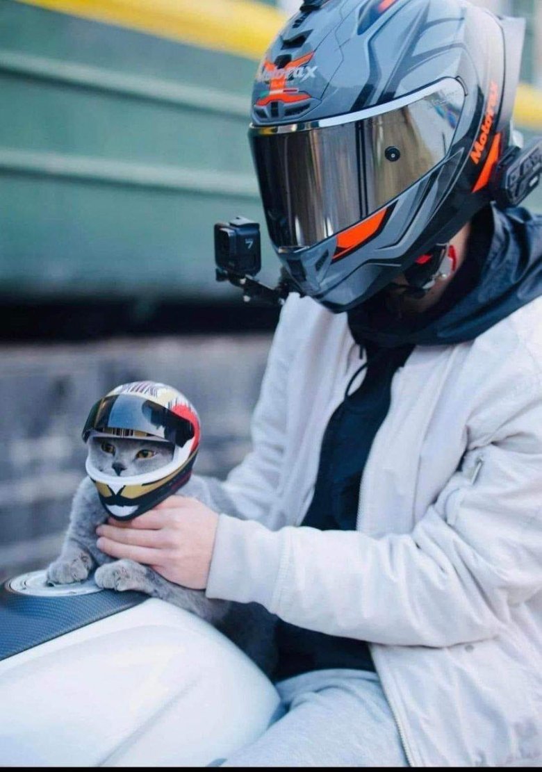 Кот на мотоцикле в шлеме