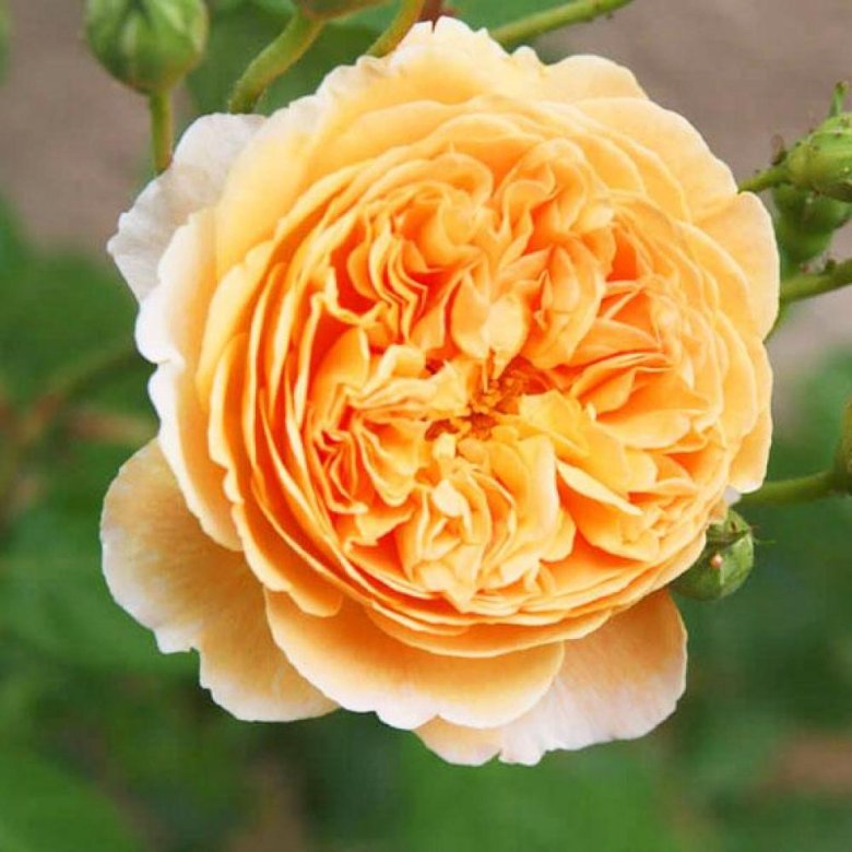 Роза crown princess margareta