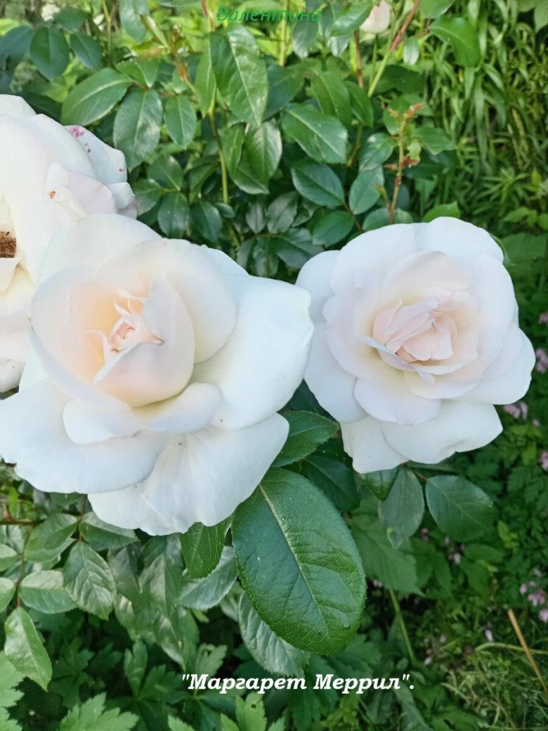 Роза маргарет