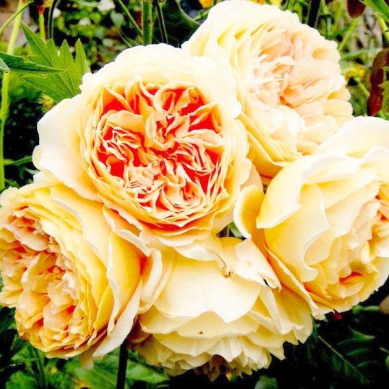 Роза краун принцесс маргарет