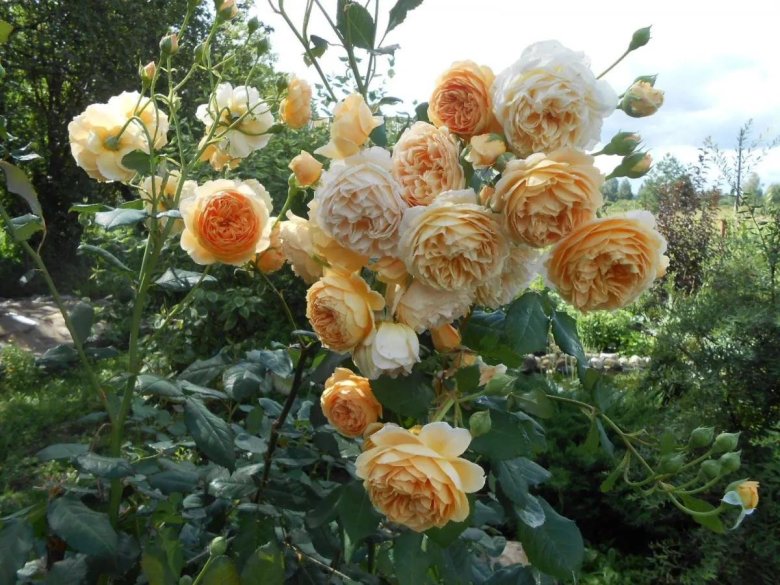 Роза кроун принцесса маргарет