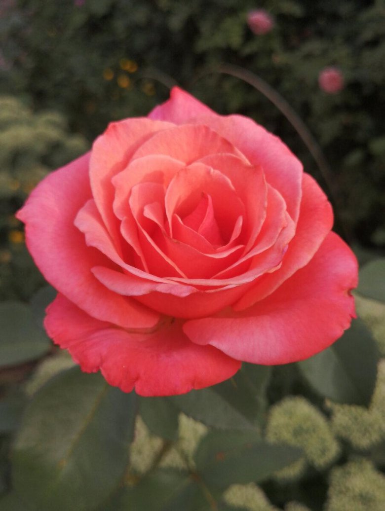 Роза чайно гибридная