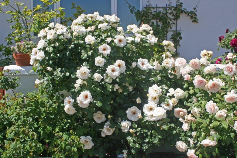 Роза шраб рококо