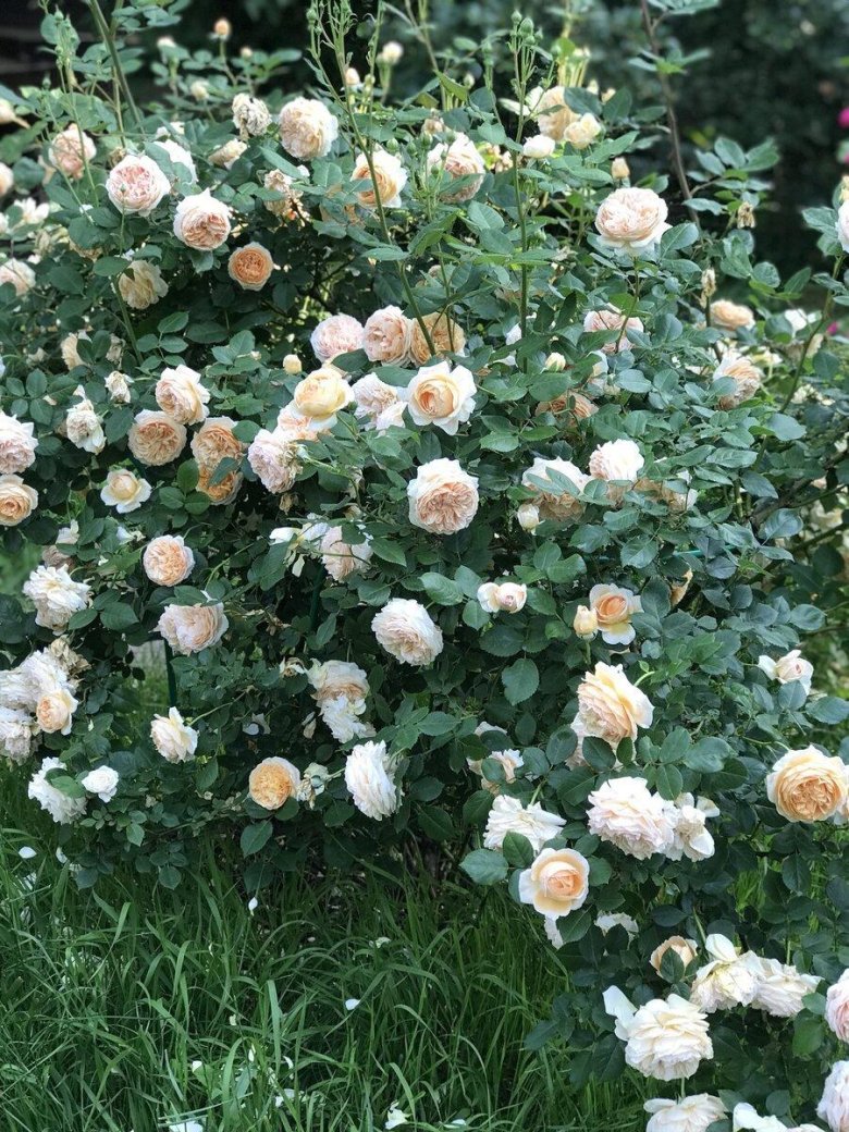 Роза краун принцесс мергерит