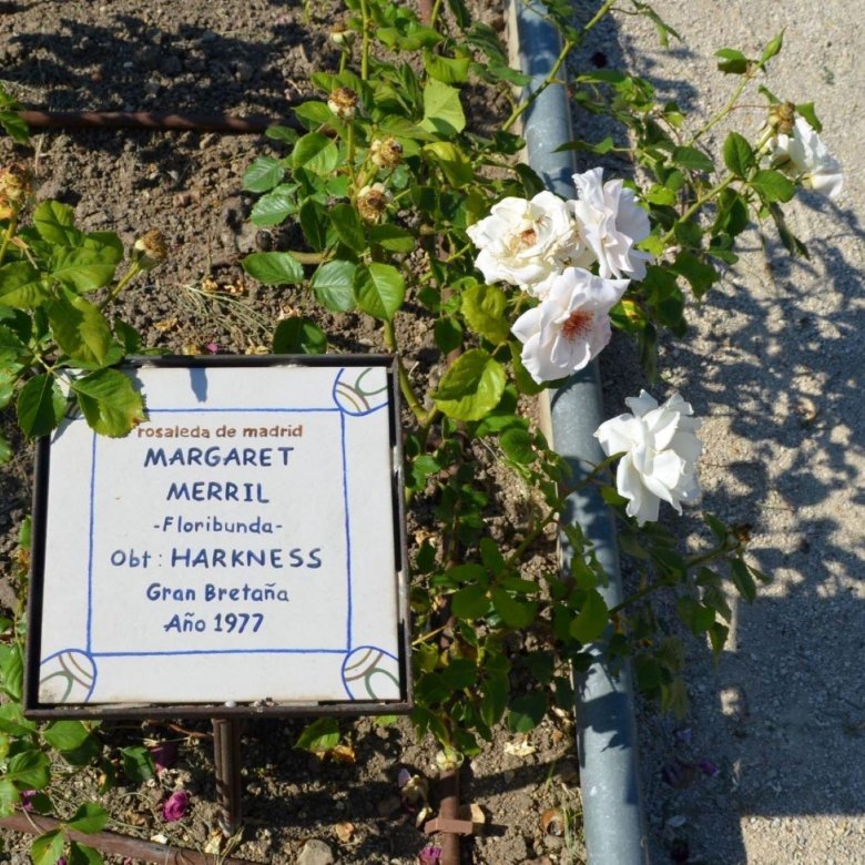 Роза маргарет меррил