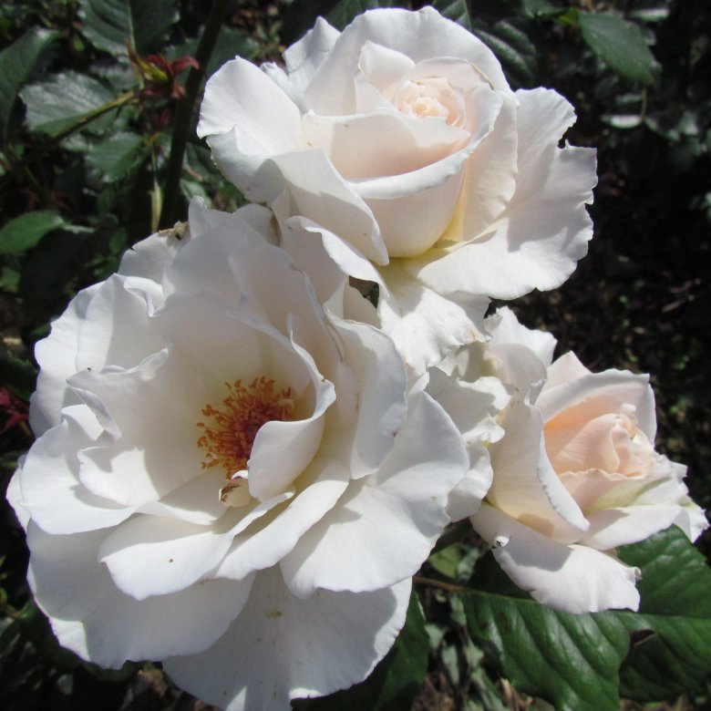 Роза margaret merril