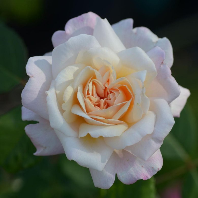 Роза маргарет меррил