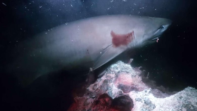 Нападение акулы на батискаф