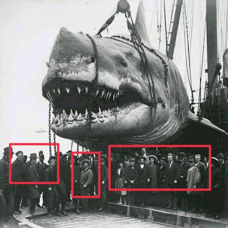 Челюсти фильм 1975 акула