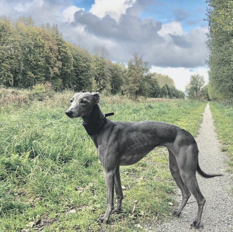 Левретка уиппет грейхаунд