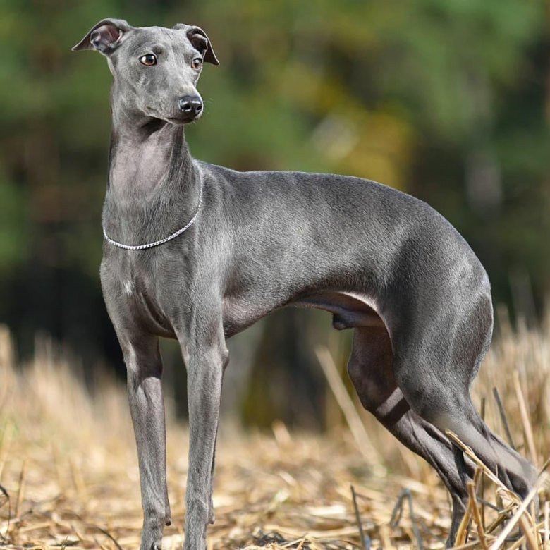 Собака порода левретка