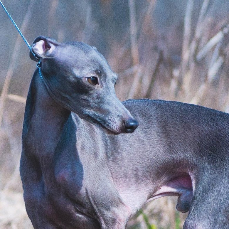 Левретка голубая