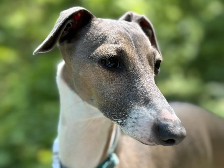 Малая итальянская борзая левретка