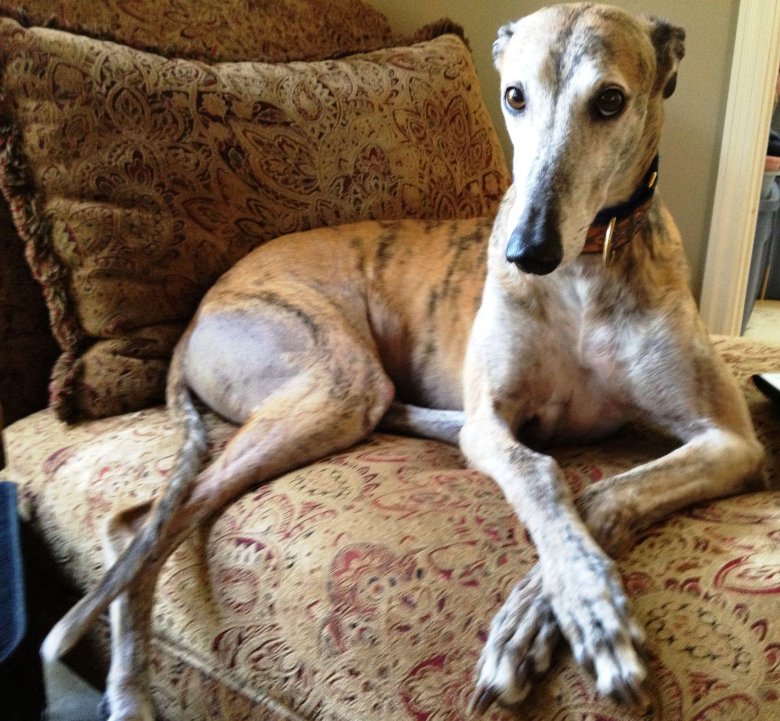 Борзая порода собак