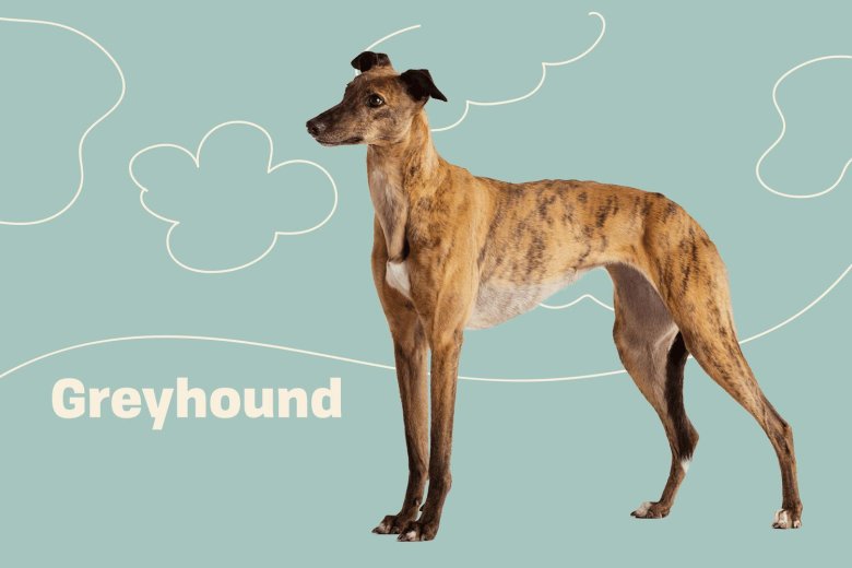 Rampur greyhound
