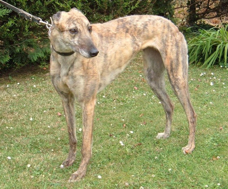 Австралийская кенгуровая борзая