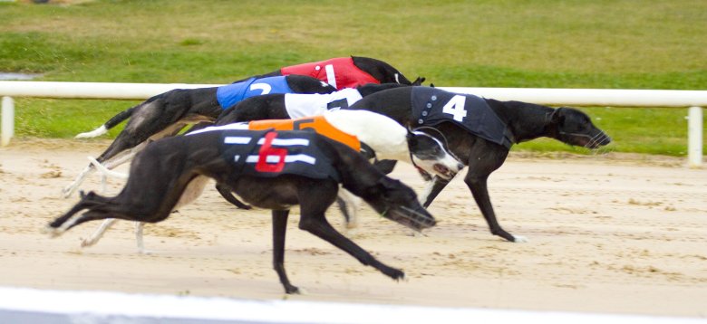 Greyhound racing ireland