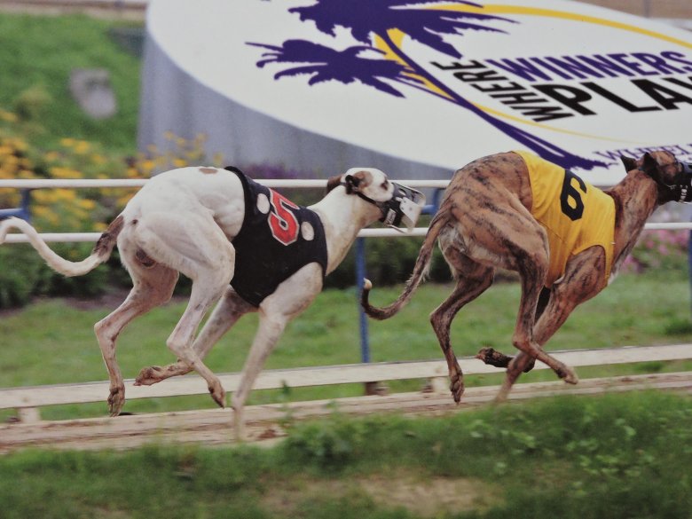 Грейхаунд беговой