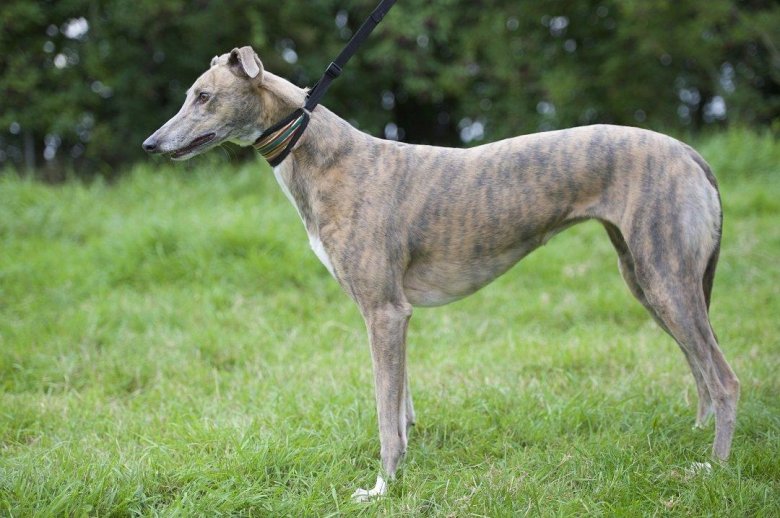 Уиппет порода собак