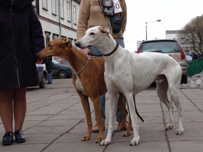 Хортая борзая гончая