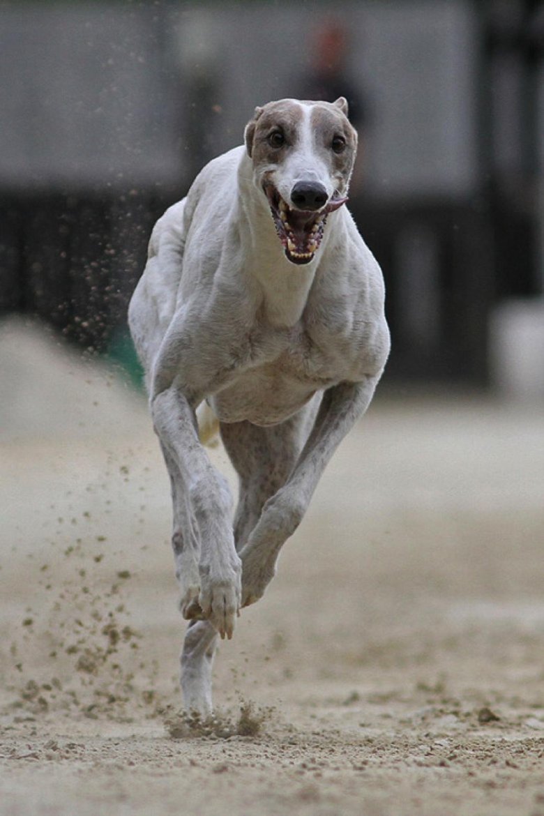 Уиппет гончая борзая