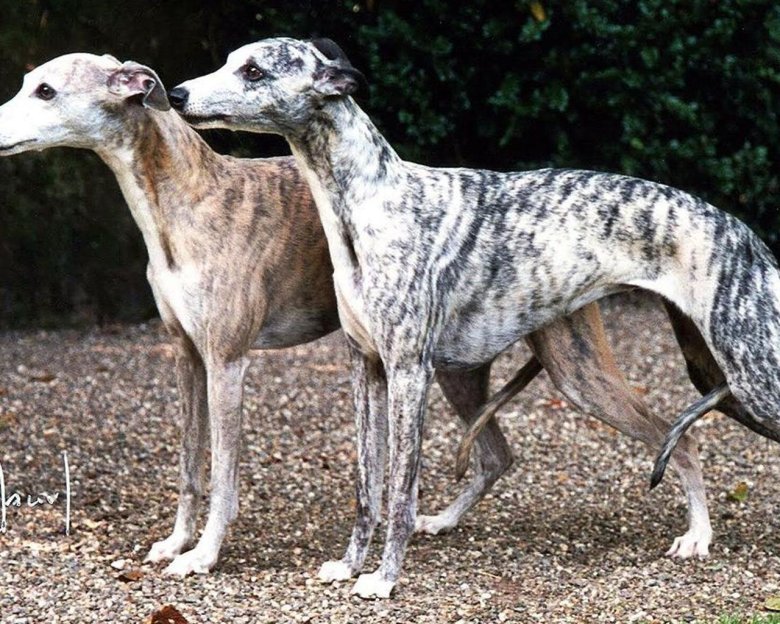 Уиппет собака