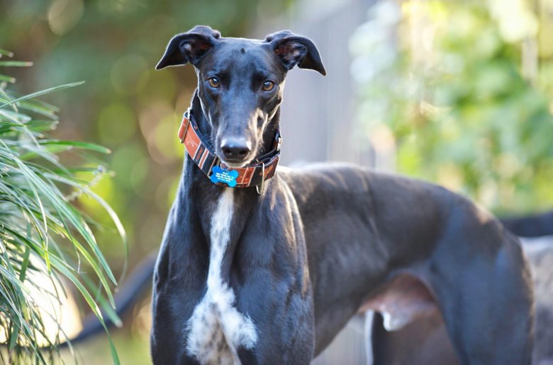 Грейхаунд порода собак