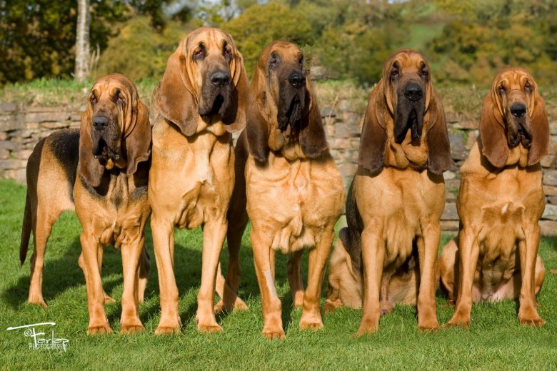 Бладхаунд гончая