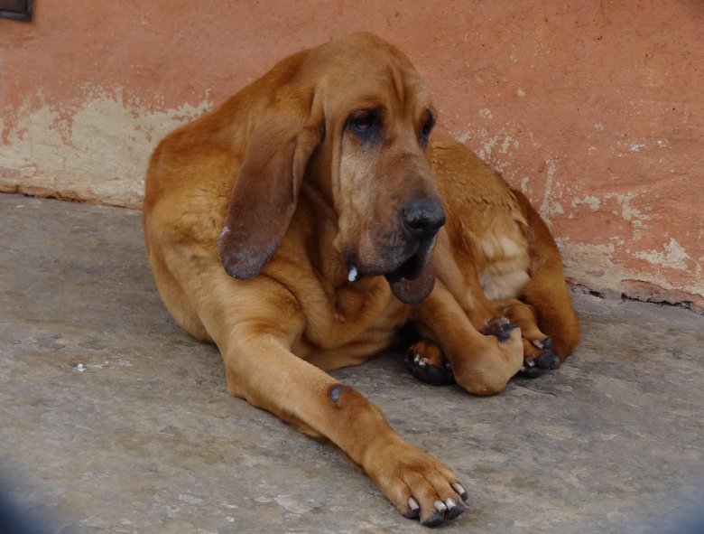 Бладхаунд и бассет