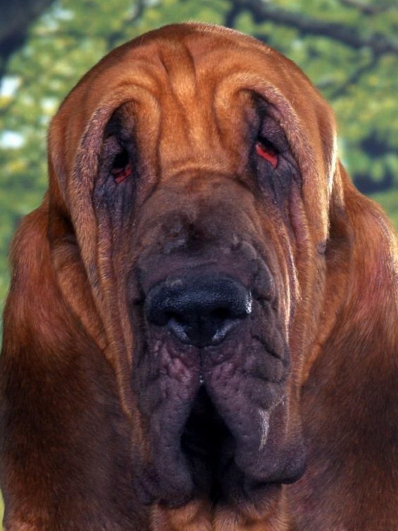 Порода бладхаунд