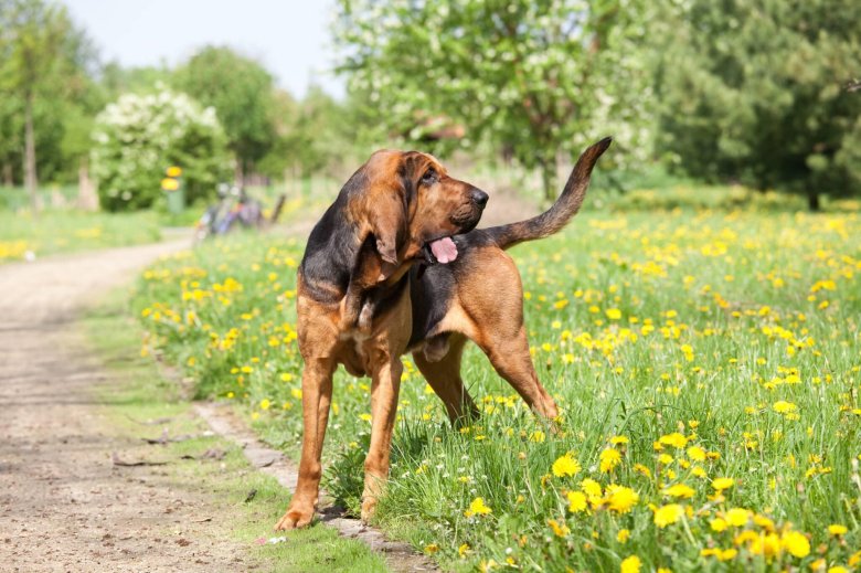 Бладхаунд собака