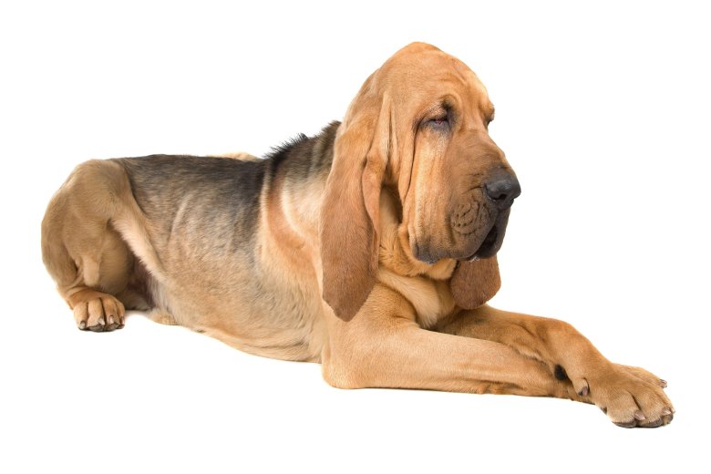 Bloodhound dog