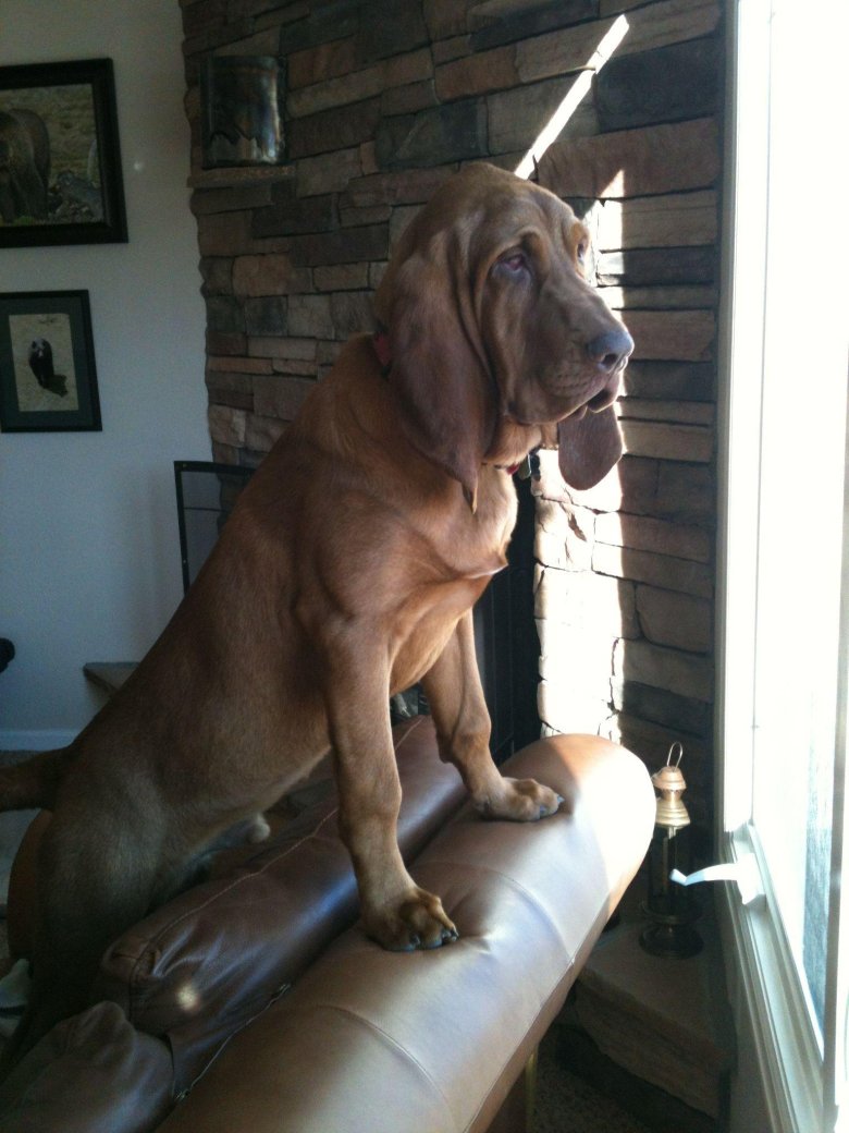 Бладхаунд испанский