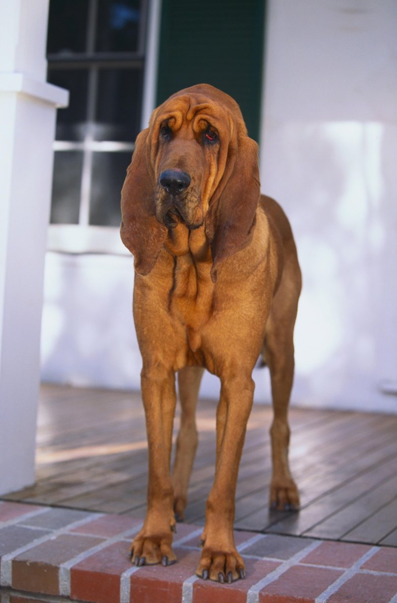 Порода собак бладхаунд