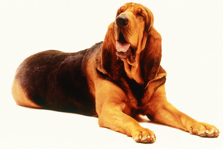 Порода собак бладхаунд