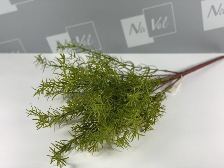 Аспарагус перистый плюмозус