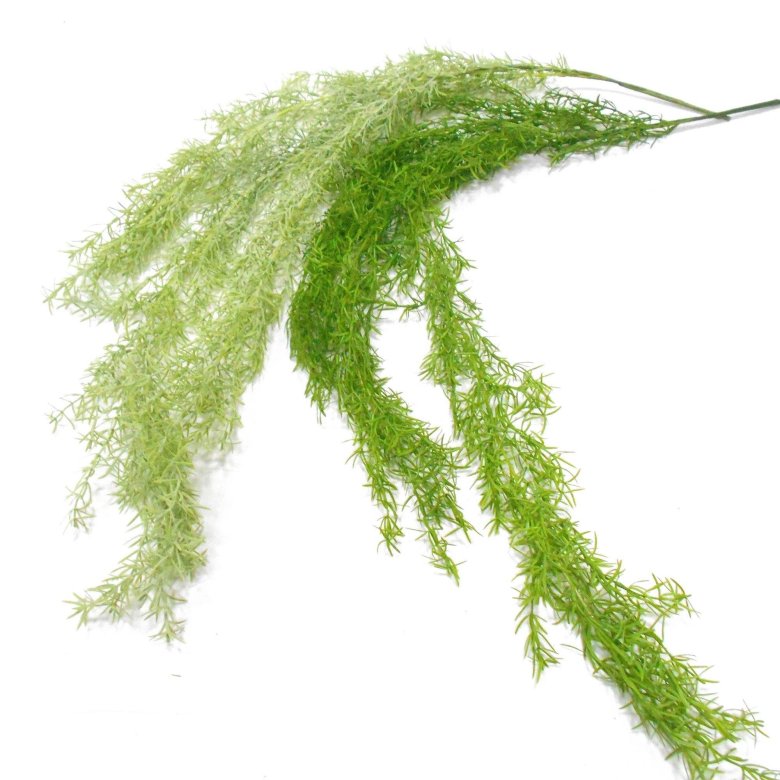 Аспарагус ампельный