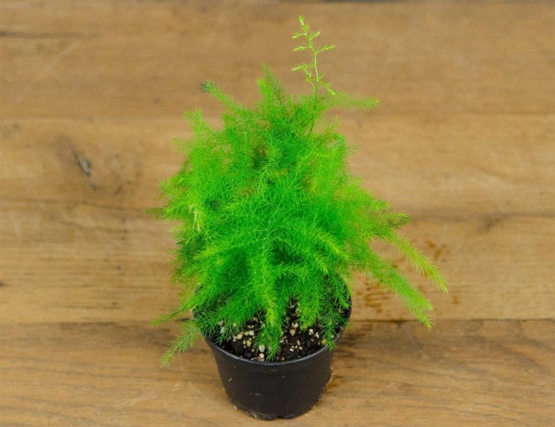 Аспарагус микс d12