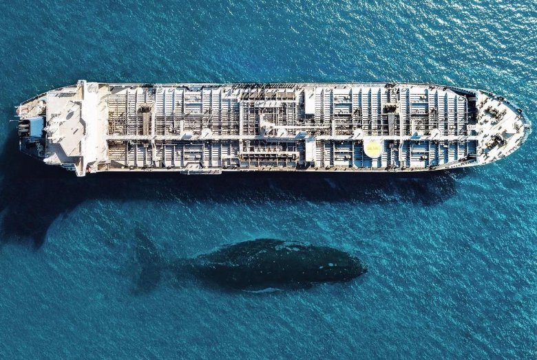 Самые большие киты в мире