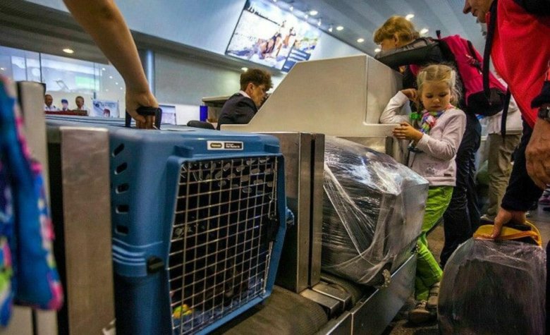 Перевозка животных в самолете