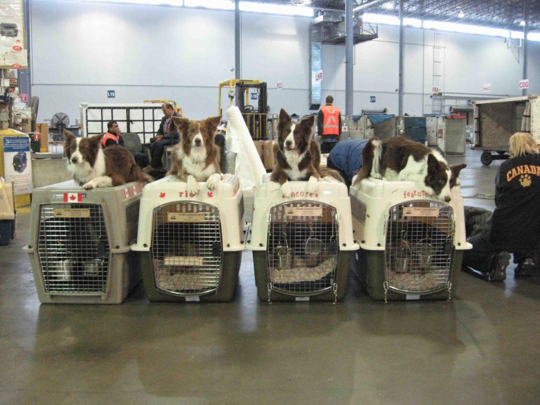 Перевозка животных