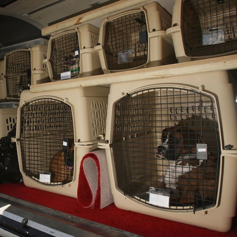 Перевозка животных по россии