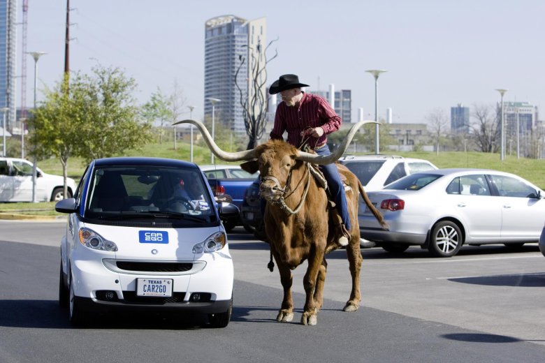 Texas longhorn cattle
