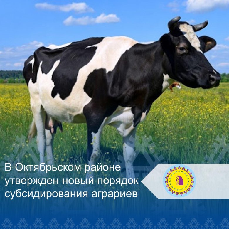 Холмогорская порода коров