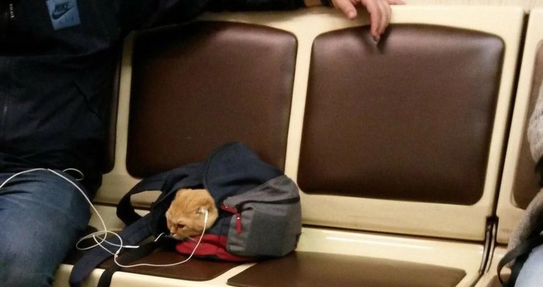 Кот в метро