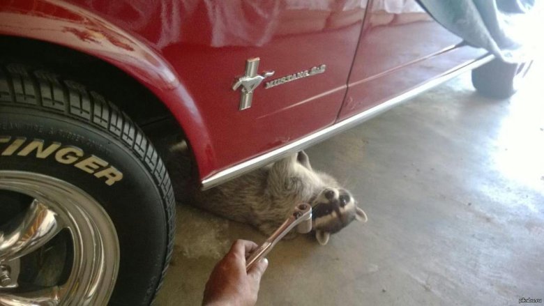 Енот чинит машину