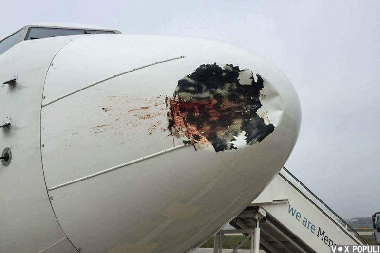 Столкновение самолета с птицей