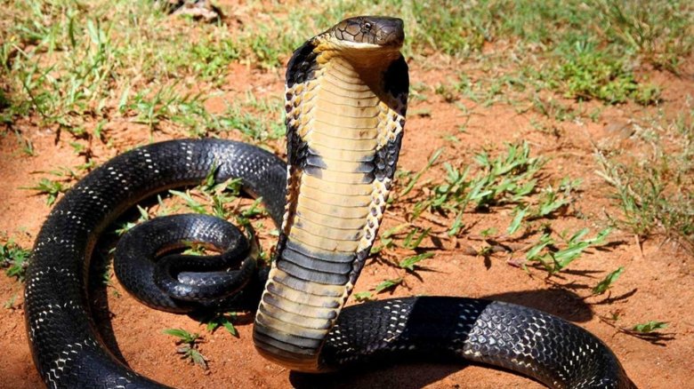 Змея кобра королевская