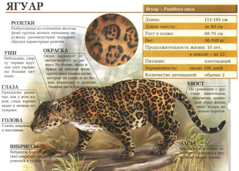 Ягуар panthera onca