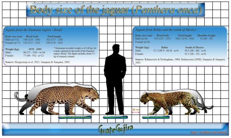 Леопард ягуар